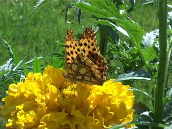 Kleiner Perlmutterfalter ( Issoria lathonia ), auf Studentenblume : Am Niederrhein, Privatgarten, 09.08.2004